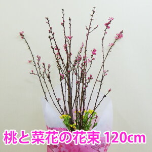 ЂȂ܂ ̉ ԑ OTCY 120cm ̉ ؂̉   Ղ  a ̉Ԃ闝R Mtg ЂȍՂ萻 t[AWg R ԃAW   