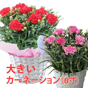 カーネーション 鉢植えの通販 価格比較 価格 Com