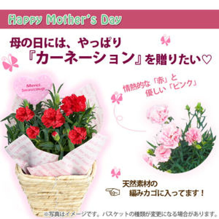 楽天市場 カーネーション 鉢植え 花鉢 3号 鉢植え 篭付き ラッピング無料 ギフト 花 プレゼント 送料無料 母 誕生日 敬老の日 フラワー 花束 プリザーブドフラワー アレンジ 花 早割 スイーツ ハーバリウム ポイント消化 100円 300円 500円 花ギフト 山形産果物
