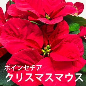 |CZ`A A y NX}X}EX  bh 5 Ut z vw̓ a LO  Ԍt  NX}X ĕ Aւ |CZ`Äĕ     