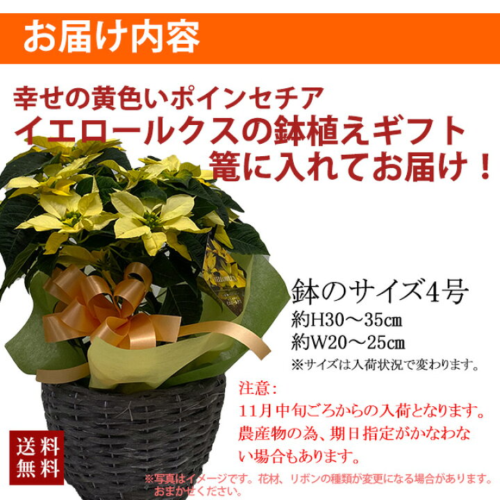 新年の贈り物 ポインセチア 送料無料 ウインターローズ 鉢植え 赤 レッド 鉢 クリスマスツリー 飾り プリンセチア 花ギフト