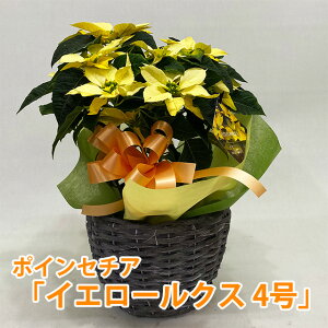 生花 ポインセチア 鉢植えの人気商品 通販 価格比較 価格 Com