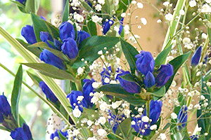 vw̓ hE JX~ ԑ 20{ R`Y hE ǂ hE  Mtg  AWg    ؂₩ i   ` ` 蕨 v[g  Ԕ c