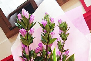 hE JX~ ԑ 10{ R`Y hE ǂ hE  Mtg  AWg    ؂₩ i   ` ` 蕨 v[g  Ԕ c ԑ Zbg 