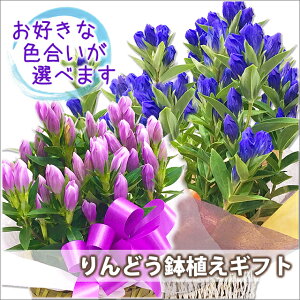 リンドウ 花束の人気商品 通販 価格比較 価格 Com