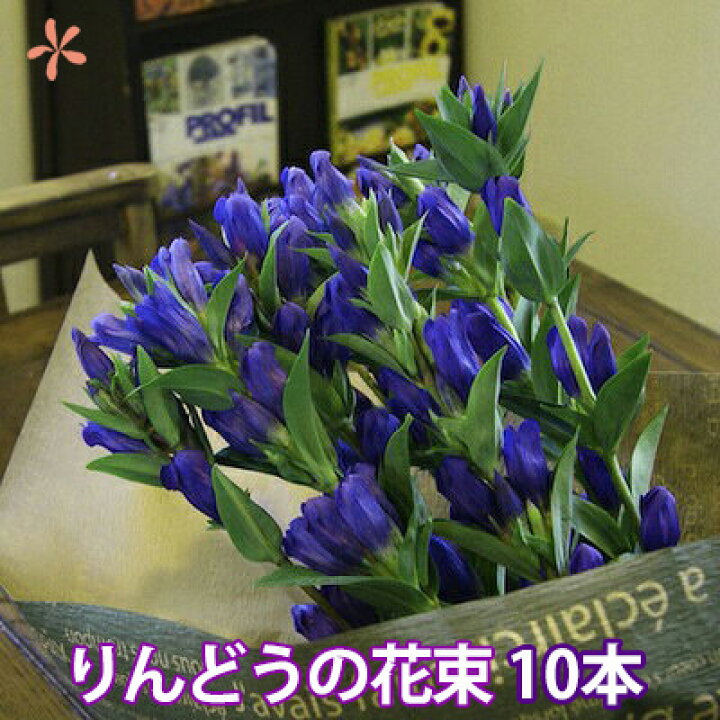 楽天市場 敬老の日お彼岸 感謝ウィーク 花 ギフト 山形産 蔵王リンドウ 10本 花束 りんどう 生花 お彼岸 プレゼント 送料無料 鉢植え ト 白寿 リンドウ アレンジメント 苗 花束 セット 供花 花ギフト 供 ポイント消化 100円 300円 500円 花ギフト 山形産果物野菜