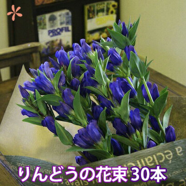 楽天市場 敬老の日 お彼岸 花 ギフト 山形産 蔵王リンドウ 30本 花束 りんどう 生花 お彼岸 プレゼント 送料無料 鉢植え ト 白寿 リンドウ アレンジメント 苗 花束 セット 供花 花ギフト 供 ポイント消化 100円 300円 500円 花ギフト 山形産果物野菜