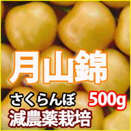 さくらんぼ 2026年 予約 月山錦 【 秀 2L 500g 山形 送料無料 贈答用 並べ詰め風 加藤農園 】 お中元 ギ…
