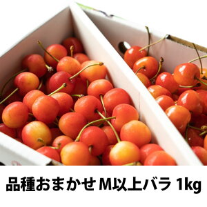 2026N i킨܂ 󂠂 Mȏ ol 1kgo90 ۊ R` MK Fނ oq  gG gĂ܂ 叫 g䂽 R`  Mtg  l ׋l v[g `F