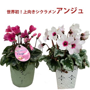 vw̓ VN AW 3.5 VN E ϔ   Mtg Ε K[fVN ~jVNV i  u[  NX}X a 