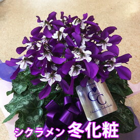 シクラメン 冬化粧 Daiei 花園 カゴ入り 送料無料 青 ブルー 紫 5号 鉢花 ギフト お歳暮 ガーデンシクラメン ミニシクラメン アロマブルー プレゼント 香 クリスマス 誕生日 結婚記念日 花ギフト 江戸の青 月下 瑠璃玉 胡蝶 鉢植え ジャックス 天使の