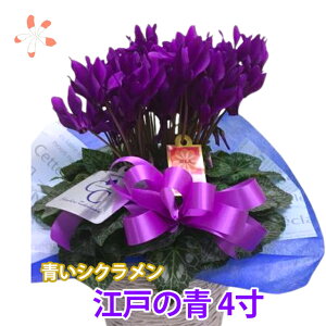 vw̓ VN ]˂̐ 4 4 JS   u[   Mtg Ε Zi[fBA K[fVN ~jVN A}u[ v[g  V i N