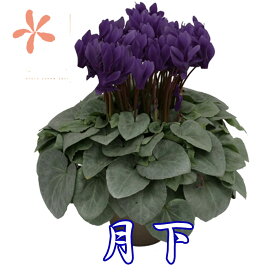 シクラメン 月下 Daiei 花園 カゴ入り 送料無料 青 ブルー 紫 5号 鉢花 ギフト お歳暮 ガーデンシクラメン ミニシクラメン アロマブルー プレゼント 香 新 品種 6号 クリスマス 誕生日 結婚記念日 花ギフト 江戸の青 月下 鉢植え ジャックス 天使の