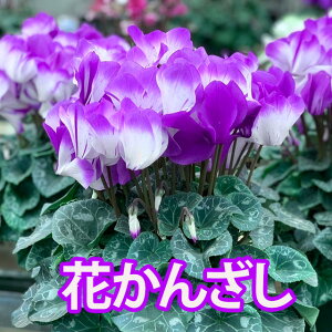 VN Ԃ񂴂 Daiei ԉ JS   u[  5  Mtg Ε vw̓ K[fVN ~jVN A}u[ v[g  NX}X a 