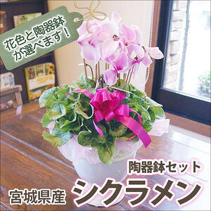 VN 5 FIׂ 픫Jo[ Zbg   Mtg Ε 5 ~jVN v[g  u[  FVN 5 VN NX}X a 