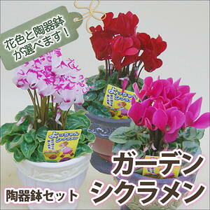 生花 5号 シクラメンの人気商品 通販 価格比較 価格 Com