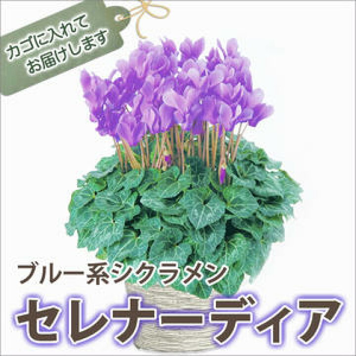 楽天市場 シクラメン セレナーディア アロマブルー 5号 カゴ入り 送料無料 鉢花 ギフト お歳暮 ガーデンシクラメン ミニシクラメン プレゼント 希少 新 品種 青 ブルー 紫 クリスマス 誕生日 結婚記念日 6号鉢 鉢 花ギフト 鉢植え 花ギフト 山形産果物野菜 花樹有
