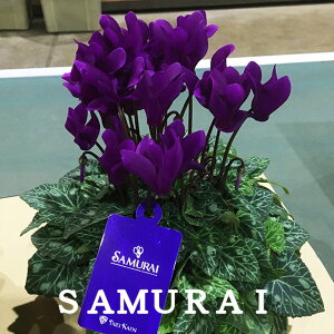 vw̓ VN TC SUMURAI JS   Mtg Ε K[fVN ~jVN v[g  V i  u[  5 NX}X a LO