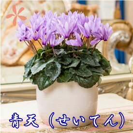 楽天市場 ブルー シクラメンの通販