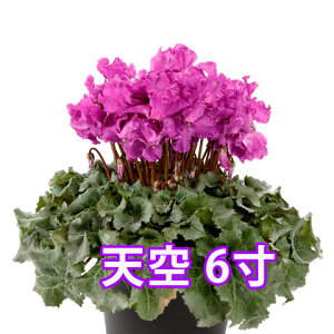 VN V Daiei ԉ JS   u[  6  Mtg Ε vw̓ K[fVN ~jVN A}u[ v[g  V i 6 NX}X a