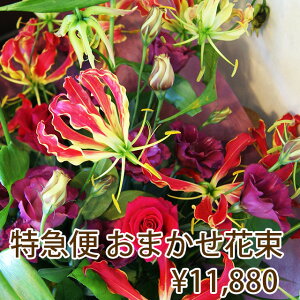 nEB ԑ u[P t[} zB 11880~ z {͂ ͂ ؂ŉ؂₩ȐVN p  v[g LO a JXj j j 蕨 