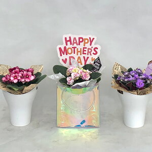 薔薇 鉢植え プレゼントの人気商品 通販 価格比較 価格 Com