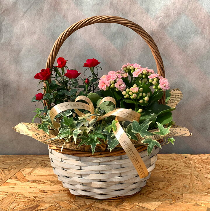 楽天市場 母の日 花 22年 予約 寄せ植え ベコニア カランコ エミニ薔薇 いずれか２鉢 と観葉植物 １鉢 3鉢セット サンコフ Sm 2 鉢植え 生花 花 プレゼント ギフト 父の日 ギフト カーネーション バラ フラワーギフト 結婚祝い アレンジフラワー 誕生日 花ギフト