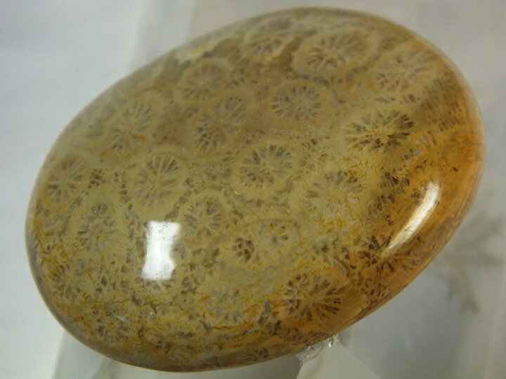 楽天市場】□龍香堂□☆花珊瑚化石ルース39mm（f3） : 龍香堂