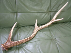 iIkCG]VJiڈΎjpi́j510mm