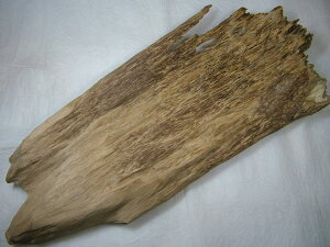 iIxgiY؁ui񂱂j؁v490mm