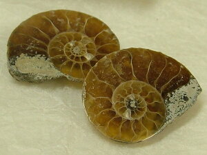 AiCg΁i18mmEg×2Pjv1