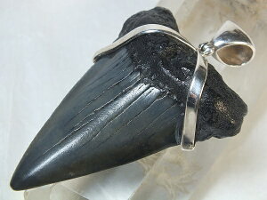 L΁ifossil shark toothjVo[y_ggbv62mmik5j