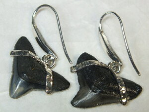 L΁ifossil shark toothjVo[sAX21mm