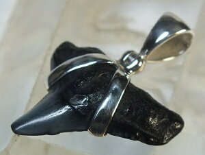 L΁ifossil shark toothjVo[y_ggbv20mmiv2j