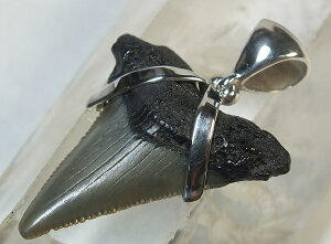 L΁ifossil shark toothjVo[y_ggbv31mmiv3j