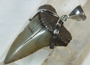 L΁ifossil shark toothjVo[y_ggbv40mmiv4j