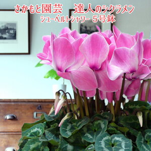 y\tzV[xgV[ Ε NX}X VNyʖ͗lz Ɖ| Bl̃VN  A MtgyP̃V[xgV[zΕ 