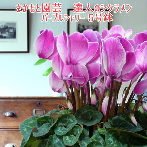 y\tzpXep[vV[ Ε NX}X VNyʖ͗lzƉ| Bl̃VN  A MtgyP̃p[vV[zΕ 