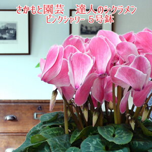 y\tzpXesNV[ Ε NX}X VNyʖ͗lzƉ| Bl̃VN  A MtgyP̃sNV[zΕ N