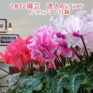 y7܂ł̂͑zsNEF[u VNyփVNzƉ| Bl̃VN  A Mtg DȃsNEF[u Ε N 