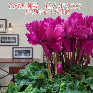 y7܂ł̂͑zp[vEF[u Ε NX}X VNyMtgɑփVNz Ɖ| Bl̃VN  A Mtgy Dȃp[