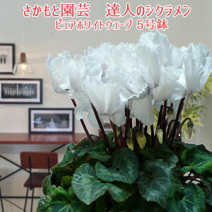 y7܂ł̂͑zsAzCgEF[u VN Ɖ| Bl̃VN  A Mtg DȃsAzCgEF[u N NX}Xv[