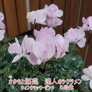 生花 シクラメン 鉢植えの通販 価格比較 価格 Com