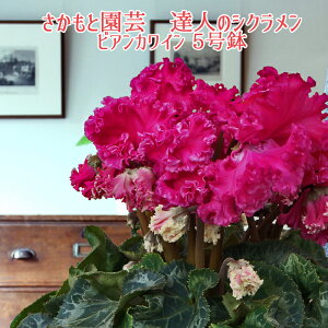 y7܂ł̂͑zrAJC VNyv~A󏭕izƉ| Bl̃VN  A MtgyNȃrAJCzΕ N 