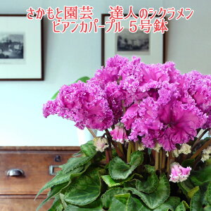 y\tzrAJp[v VNyv~A󏭕izJԌ͕8܂ł̒ Ɖ| BlVN  A MtgyNȃrAJp[v