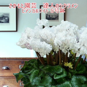 y\tzrAJzCg VNyv~A󏭕izBl VN  A MtgyNȃrAJzCgzΕ N i NX}Xv[g  