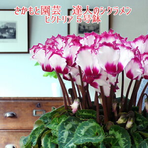 y\tzrNgA VN 悠 l̃eBA炫 Ɖ| Bl̃VN  A Mtg CĩrNgA Ε N NX}X v[g 