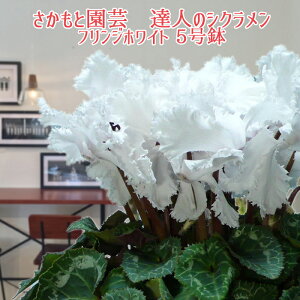 y\tztWzCg VNyŌz Ɖ| Bl̃VN  A Mtgy т₩tWzCg zΕ N i NX}Xv