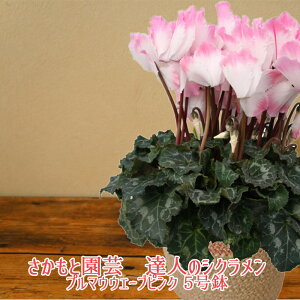 y\tzv}EF[usN VNyւЂЂOf[VzƉ| Bl̃VN@ A Mtgyf̃v}EF[usNzΕ N 