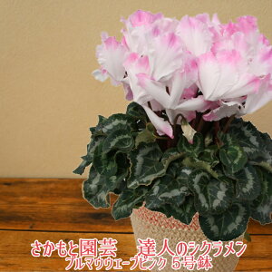 v}EF[u[Y Ε NX}X VNy悠zyւЂЂOf[VzƉ| Bl̃VN  A Mtgyf̃v}EF[u[Yz